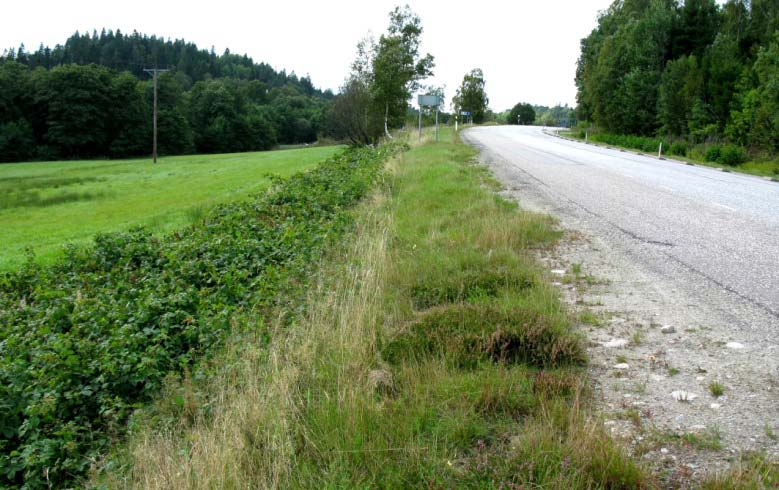 Förslag till åtgärder Slåtter av vägrenar och vägskärningar skapar förutsättningar för en rad blommande örter som annars slås ut genom beskuggning av uppväxande sly, buskar och träd.