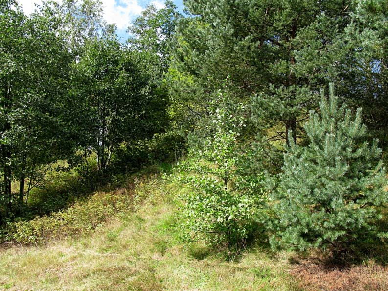 Åtgärdsförslag I den västra höga sluttningen bör klibbal tas bort. Apel och hägg bör sparas. I den centrala delen tas tall bort som skuggar. Vissa enstaka tallar som står högst upp sparas.