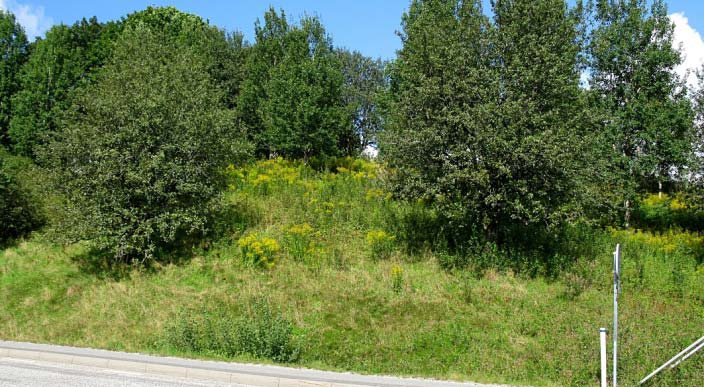 Åtminstone de nedre delarna (minst 10 meter från botten) bör slås årligen. Slaget gräs bör föras bort från området för att minska näringstillgången.