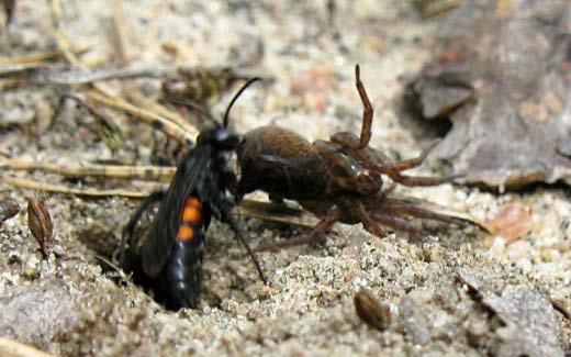 Insekter Gaddsteklar: Totalt 20 arter av gaddsteklar varav 10 arter av bin.