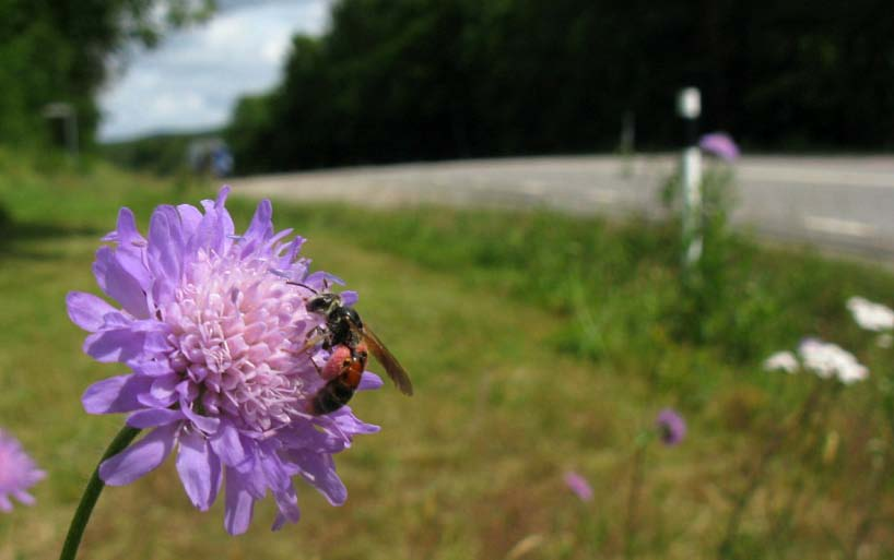 Insekter Gaddsteklar: Totalt 25 arter av gaddsteklar varav 18 arter av bin påträffades.