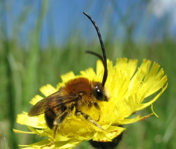 Arten är inte nationellt rödlistat, men kan vara under minskning då pollenkällorna har minskat i takt med igenväxningen av ängar och skogsbetesmarker. Hona av vialsandbi i gökärt.