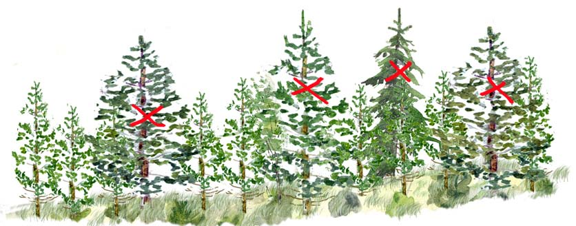 Figur R4 Vargröjning i självföryngrat tallbestånd. Vargarna är markerade med ett kryss över stammen. Illustration Bo Persson.