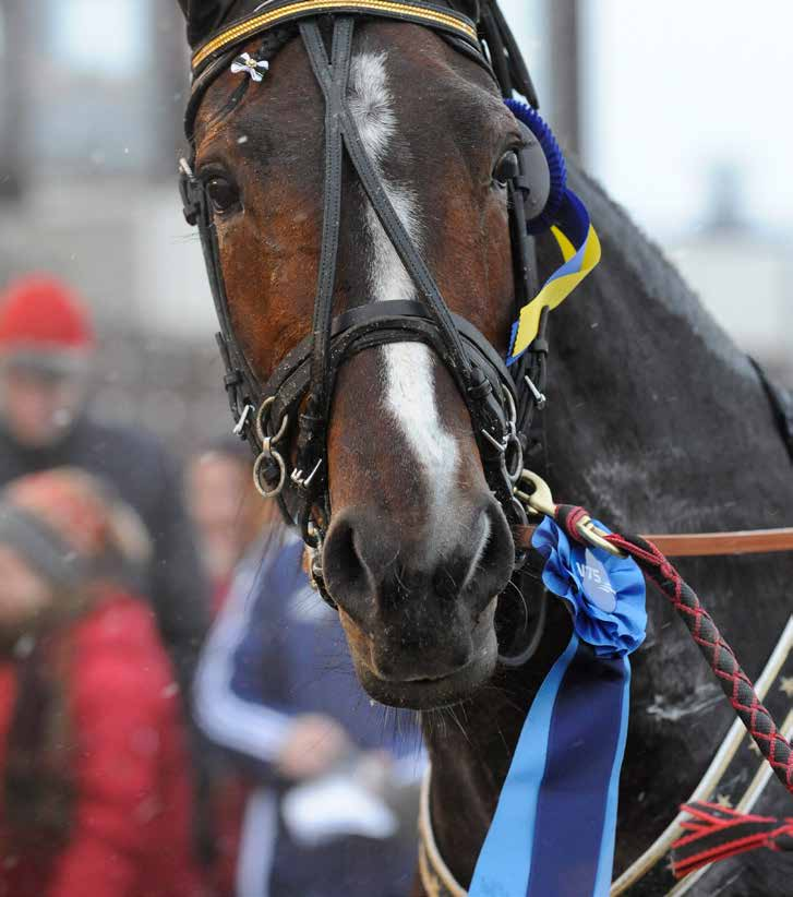 STALL Magnus Jakobsson Nytorp nytt