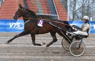 MÅNADENS HÄST Fossens Bonus Foto: Kurt Einevåg Foto: