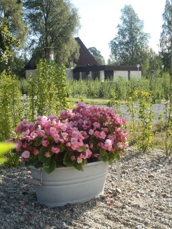 Bästa Församlingsbo Sommaren närmar sig. Det är dags att börja plocka bort lyktor och andra lösa föremål på gravarna. Detta bör ske innan den 10/5.