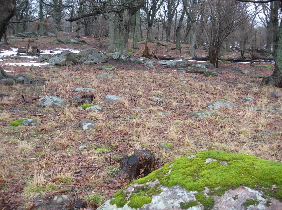 salamandervåtmarker. En böljande betesmark invid lövskog.