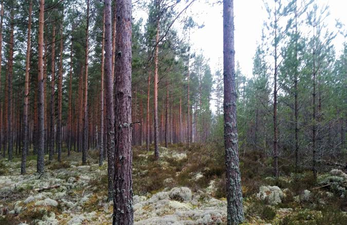 Hultsfred Faggemåla 7:3 Om fastigheten Typ: Skogsfastighet Mark: 101,6 ha Pris: Högstbjudande Län: