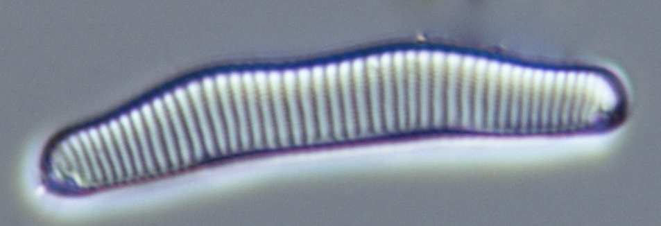 Andra exempel på näringskrävande arter som påträffades i Vinnöån är breda former av Achnanthidium