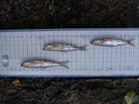 Nätprovfiske i Hallands län 24 Gärsbeståndet i Stora Slätten var något glest. Fångsten var låg jämfört med referensmaterialet men var aningen högre jämfört med provfisket 2.