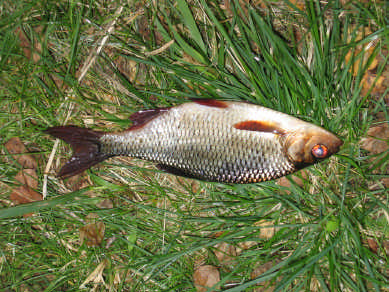 Nätprovfiske i Hallands län 24 stora mängden årsungar som erhölls 24. Gädda Provfisket 24 visade på ett ordinärt gäddbestånd i Högsjön.