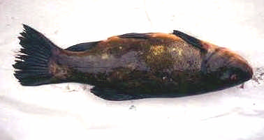 Nätprovfiske i Hallands län 24 betydligt större jämfört med fisket 1999. Förklaringen till detta var framförallt att ett stort antal fjolårsungar fångades vid detta tillfälle.