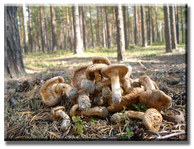 Institutionen för skoglig mykologi och patologi Sveriges