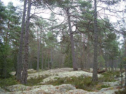 år (105-178 år) och medelåldern på det äldsta trädet var 205 år (125-305 år) (Figur 8). Vid vilken ålder på skogen finns det mest goliatmusseron?
