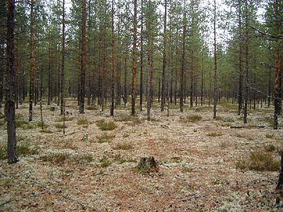 3. Uppträder goliatmusseron i skogar som varit kalavverkade, eller har där alltid funnits ett kontinuerligt inslag av tall?