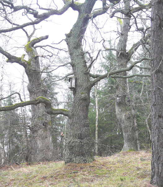 Tallskogen är den mest naturskogslika som finns i Tollare och bör så förbli.