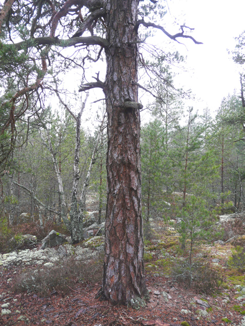 25 Tallskog, brandfält, granskog Skarp sydsluttning mot Duvnäsviken med gammal tallskog som dominerar trädskiktet.