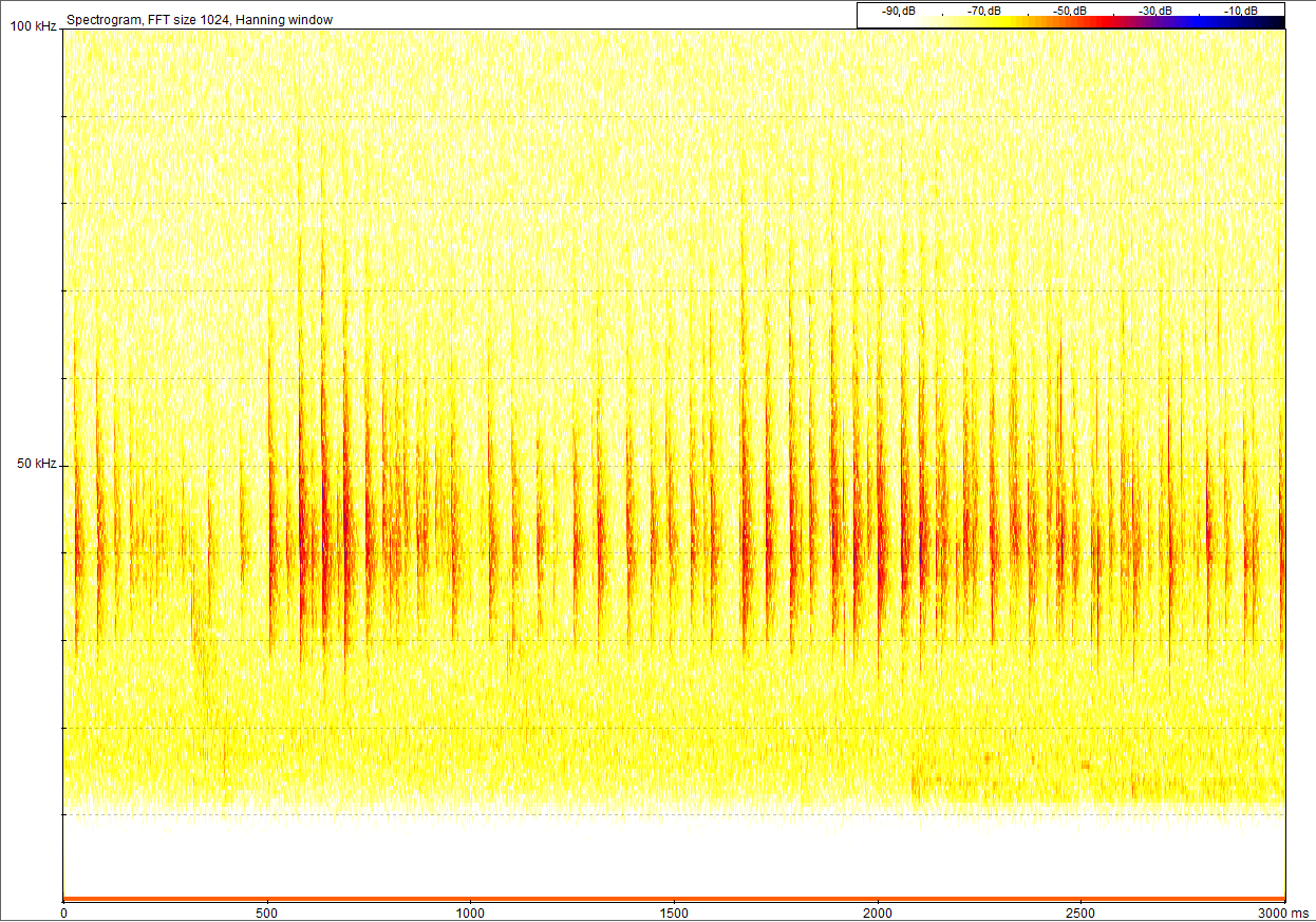 Mycket svag inspelning av trolig Myotis sp.