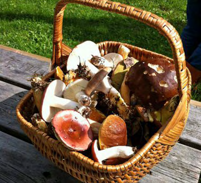 Foto: Anna Holmgren Lördag 10 september forts. Svamptramp Vi hoppas på en rik svampsäsong den här hösten. Våra duktiga svampkännare hjälper oss att skilja på vad vi kan äta och inte.