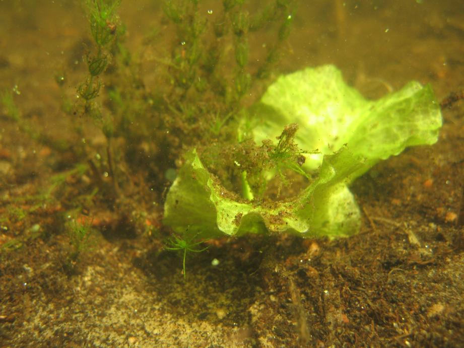 Grosken Grosken, Ulricehamns kommun, inventerades 2015-07-03 och har inte inventerats tidigare enligt Undersökningstypen för makrofyter (Naturvårdsverket 2010).