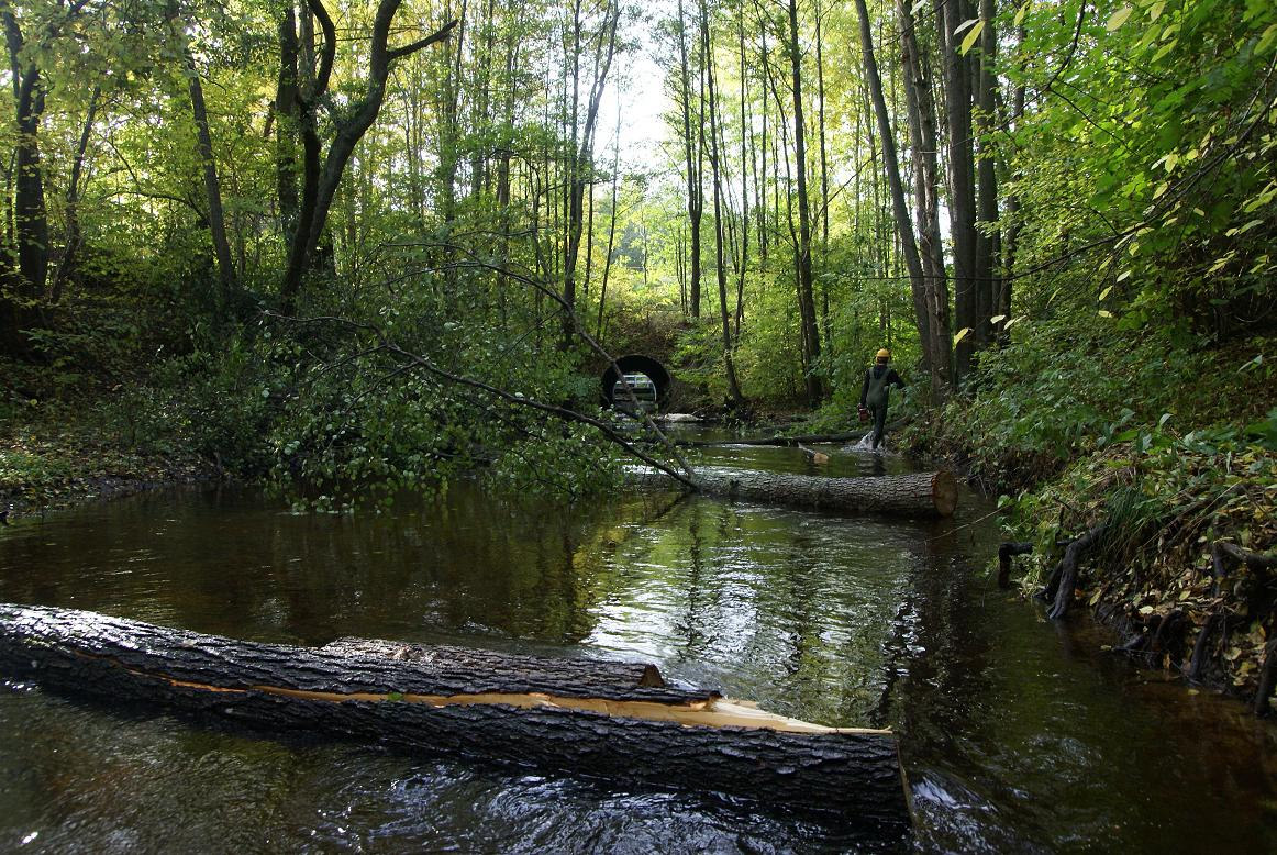 Död ved Pjältån 2008 På sträckan från Loddby upp till Skuggebo (se figur 3) tillfördes död ved genom att enstaka träd fälldes i ån. Denna åtgärd har flera positiva effekter på ekosystemet, t.ex.