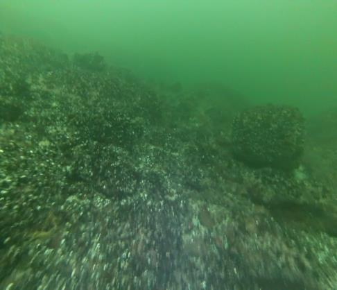 backscatter eller intensitetsdata