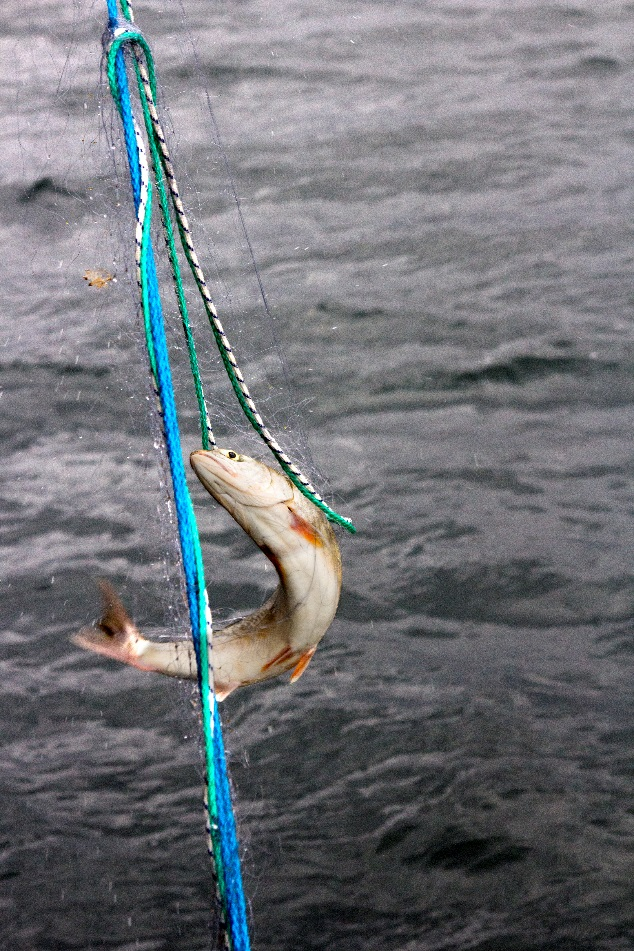 Fiskerinäring I begreppet ingår licensierat yrkesfiske, beredning och saluföring av fiskprodukter.