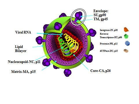 INLEDNING Equine Infectious Anemia (EIA) är en sjukdom orsakad av ett retrovirus som hör till gruppen lentivirus; Equine infectious anemia virus (EIAV).