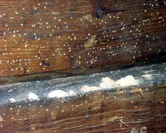Utflygningshål av strimmig trägnagare, Foto: MYCOTEAM Skadedjur Insektslarver som livnär sig på att äta trä kan angripa byggnader där de gräver gångar i virket.
