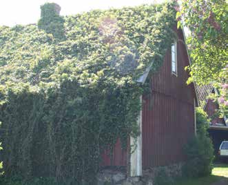 Hästmyra, Foto: MYCOTEAM Husbock och strimmig trägnagare är två exempel på skadedjur. Även hästmyran kan ställa till med skador i byggnader.