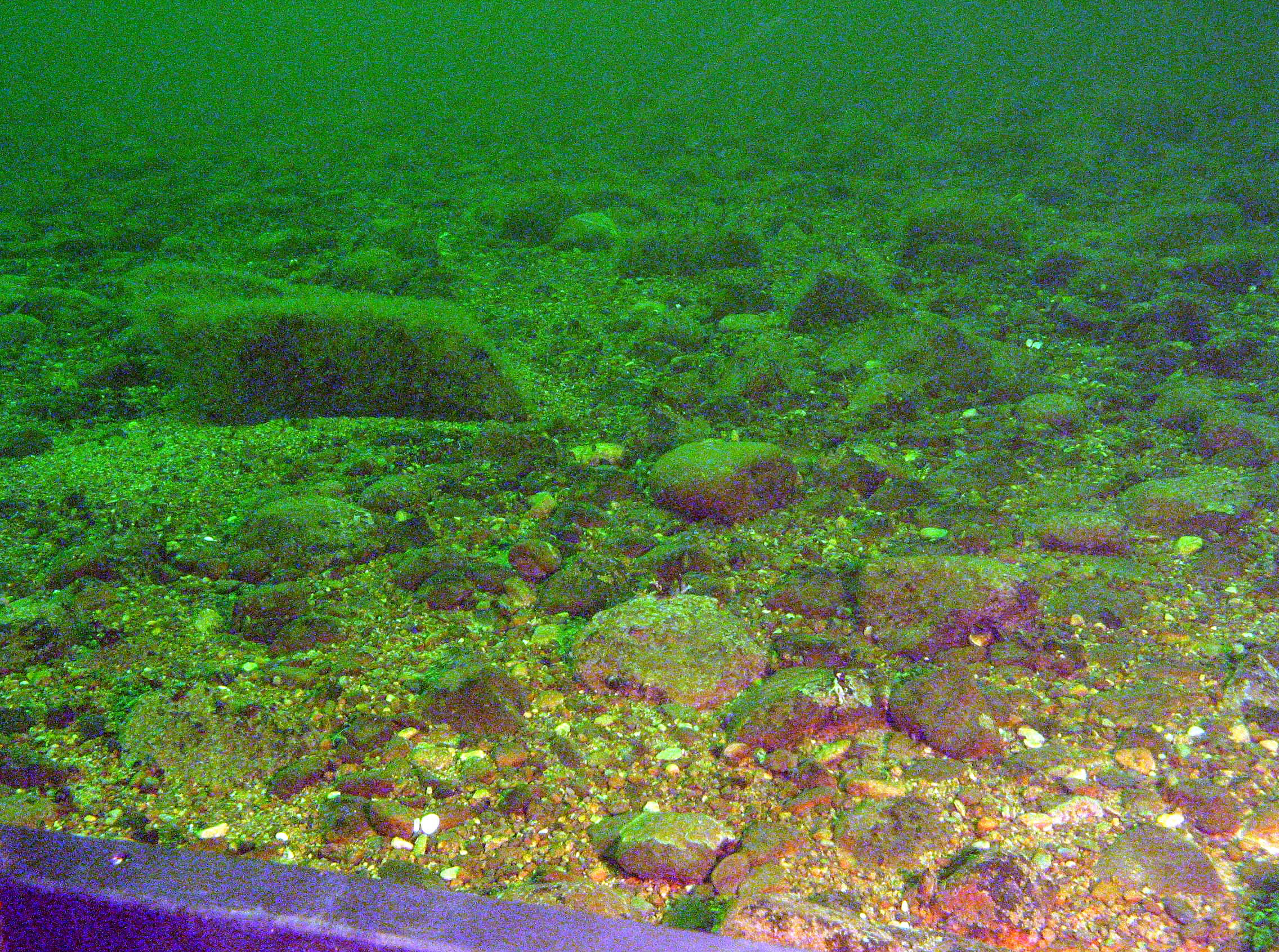 Figur 4. Postglacial grus och sten. Postglacial gravel and cobble. havets egen produktion av organiskt material, vilket tillsammans med minerogent material sedimenterar som gyttjelera eller lergyttja.