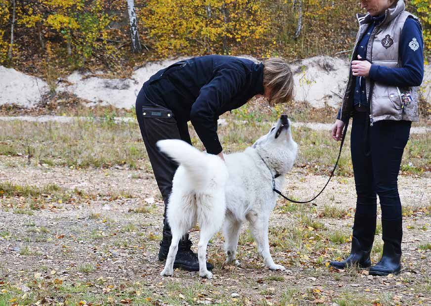 MH för vit herdehund Fem herdehundar kom till Bjuv en dag i oktober för att göra MH.
