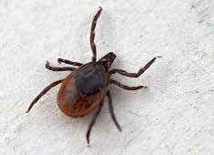 Kort om: Hundar och fästingar Anaplasma Även anaplasma är en bakterie. Symptomen liknar till viss del de som ses vid borreliainfektioner.