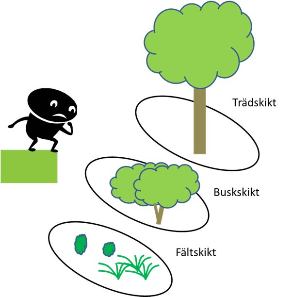 2.8. Vegetation- och substratbeskrivning Vegetationen kan delas in i olika skikt eg. träd-, busk-, fält- och bottenskikt.