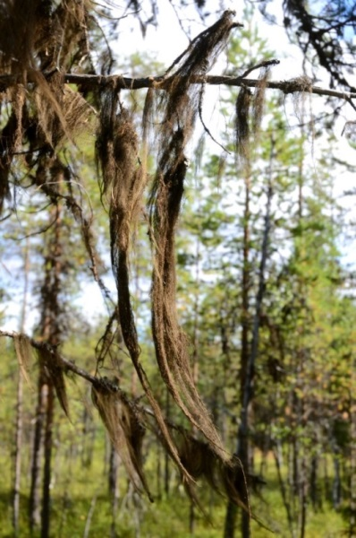 3.8.6.2. Lavar på träd Hänglavar på träd skattas som beskrivet i Manual för fältinventering (Jougda 2011). Förekomsten av hänglavar skattas på hela trädet.