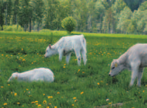 Norrbacken Lantbruk Vad som produceras: Kött från gräsbetande djur Kontaktperson: Sven-Ulrich Dulle Ohlsson Adress: Nolhed 430, 826 93 Söderhamn Telnr: 070-336 01 50 Mailadress: dulle@dulle.