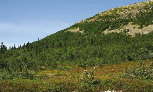 7 Nipfjället OSO Berggrunden domineras av hård och svårvittrad kvartsit vilket ger stor blockrikedom och liten artrikedom. Björkens och tallens trädgränser är oförändrade.