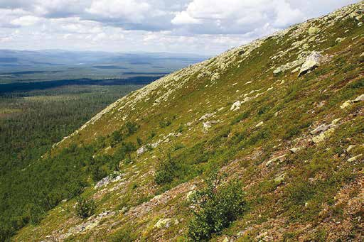 9 Nipfjället SV Berggrunden domineras av hård och svårvittrad kvartsit vilket ger stor blockrikedom och liten artrikedom.