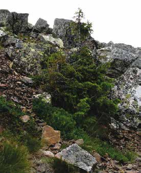 (Picea abies) År/fotodatum Altitud