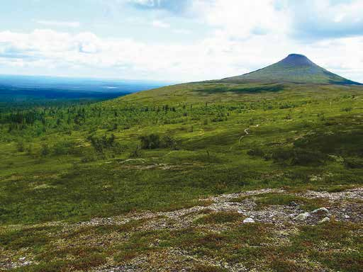 11 Städjan O Terrängen i trädgränsområdet är småkullig och växttäcket domineras av omfattande blåbärshedar, som relaterar till en förhållandevis omfattande snöackumulation.