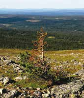 Eliminering av solitära trädgränsträd på detta sätt kan få till följd att trädgränsen temporärt sänks en aning, utan tydlig relation till den mer allmänna klimatutvecklingen.