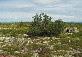 Figur 126. Fulufjället SO (1 039 meter över Björk (Betula pubescens ssp.
