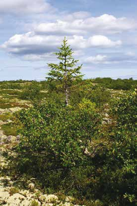 Gran (Picea abies) År/fotodatum