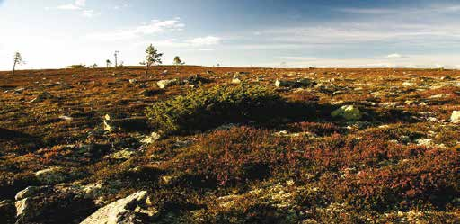 13 Köarskärsfjället SSV Köarskärsfjället utmärks av en mycket diffus övergång mellan skog och fjäll.
