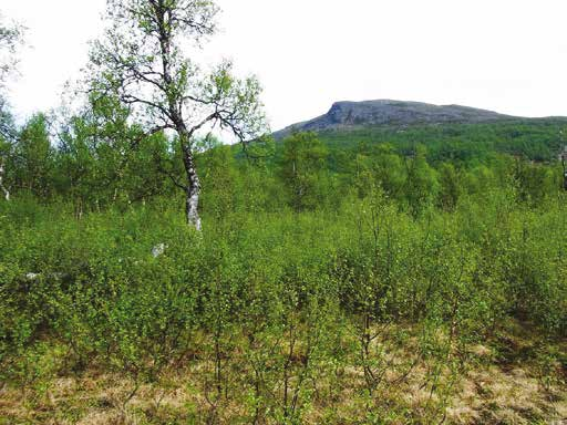 Omdrev 1 Jämtlands län De undersökta lokalerna i Jämtlands län sträcker sig från Åreskutan i norr till Sonfjället i söder (Figur 1).