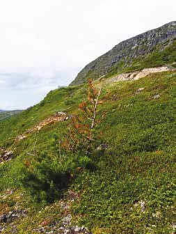 1 Åreskutan S Åreskutan är ett välkänt sydväxtberg i de svenska fjällen. Fjället består av mjuka kalkrika bergarter i botten som överlagras av hårdare bergarter (gnejs och amfibolit).