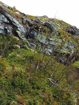 Figur 19. Getryggen O (1 382 meter över Björk (Betula pubescens ssp.
