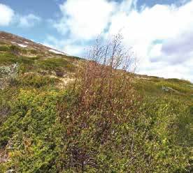 Figur 23. Getryggen SO (1 382 meter över Björk (Betula pubescens ssp.