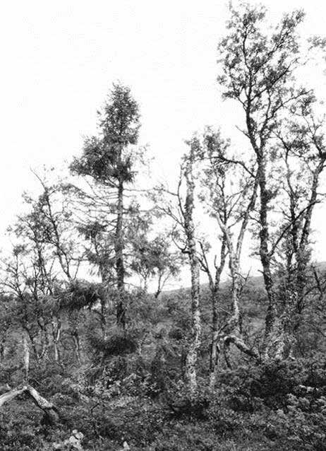 (Picea abies) År/fotodatum Altitud