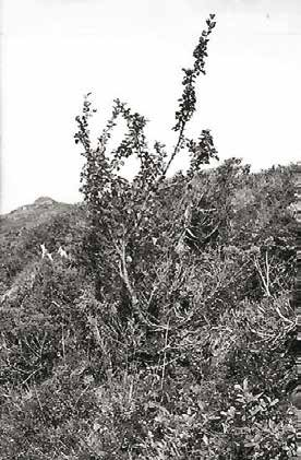 (Betula pubescens ssp.
